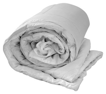 Australian Wool Kentia